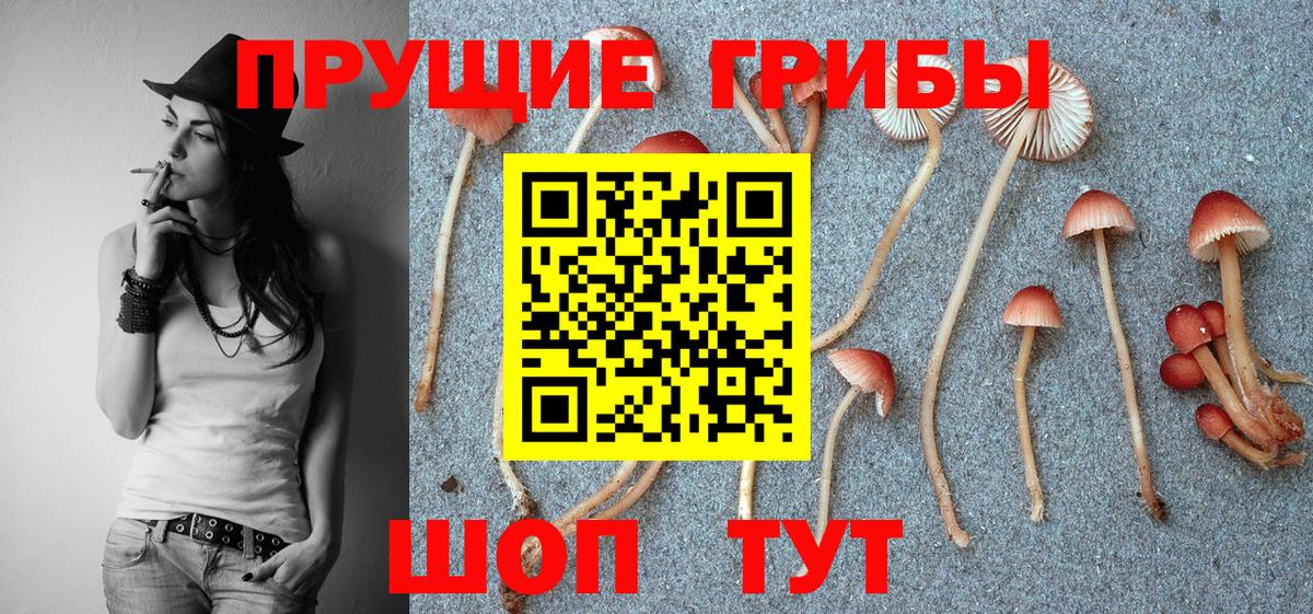 Псилоцибиновые грибы GOLDEN TEACHER Электросталь
